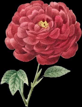 flower-0