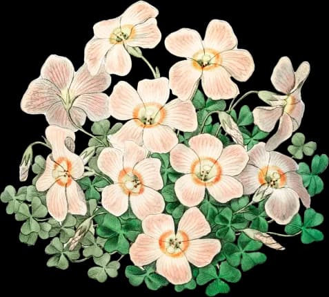 flower-1