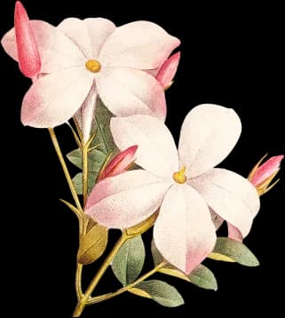 flower-2
