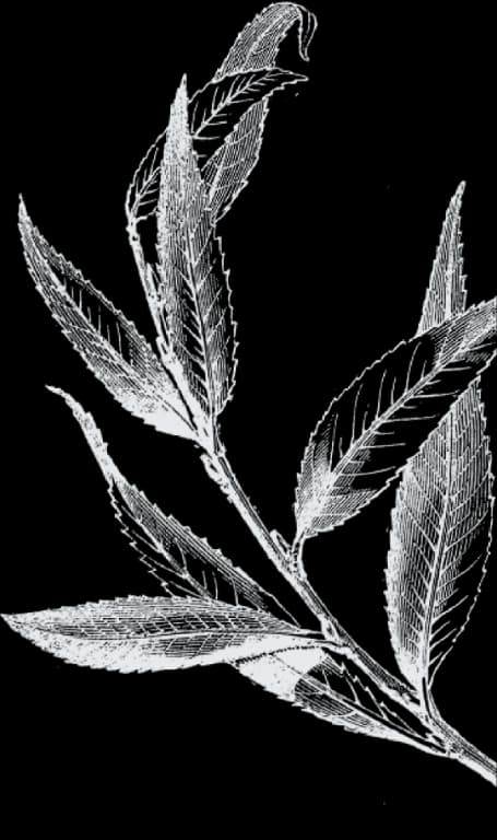 Floral leaf ornament